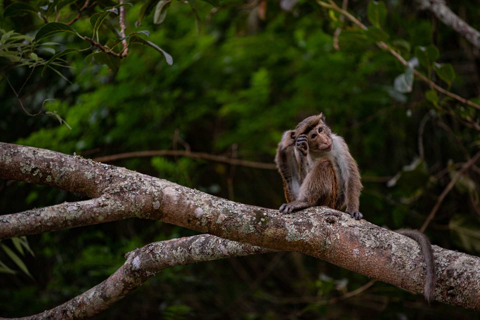 Dayagama  ⇌ Horton Plains